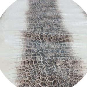 IVORY HIMALAYA CROC 2 OZ SIDE