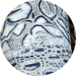 TANZANITE CROC QUARTER 2/3 OZ USA